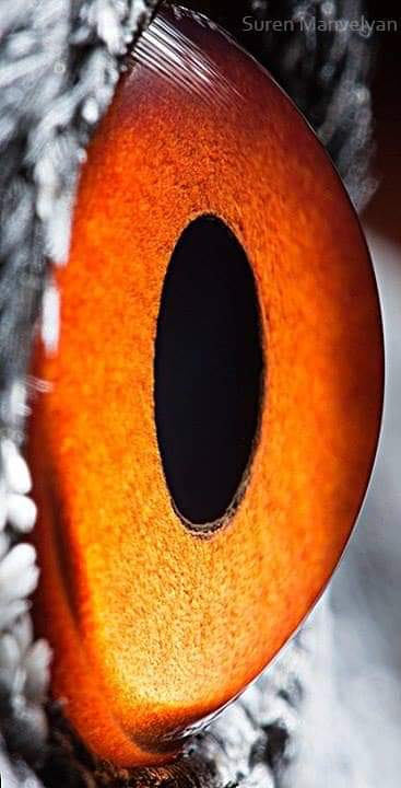 Armenian photographer Suren Manvelyan created a gripping Animal Eyes close-up photo series. His pictures reveal the sort of vibrant colours and intricate details that would even make for a beautiful poster, and seeing something that’s hidden from the naked eye is always the