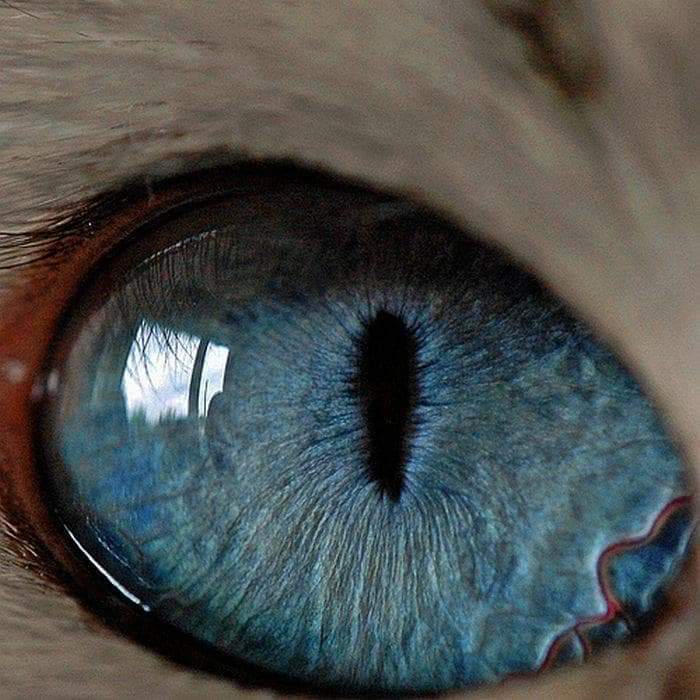 Cats  can see 8 times better than Human.