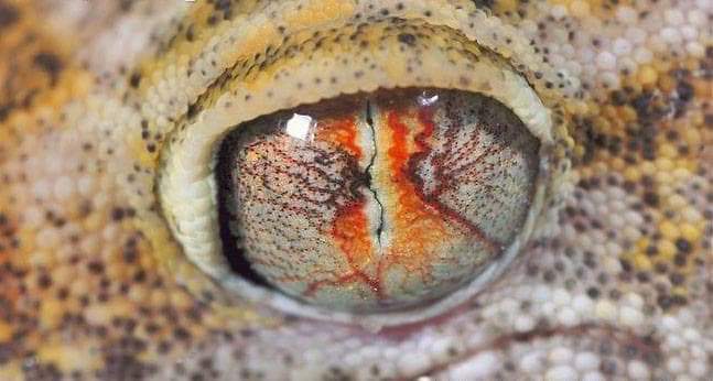 Light sensitive eyes of geckos 