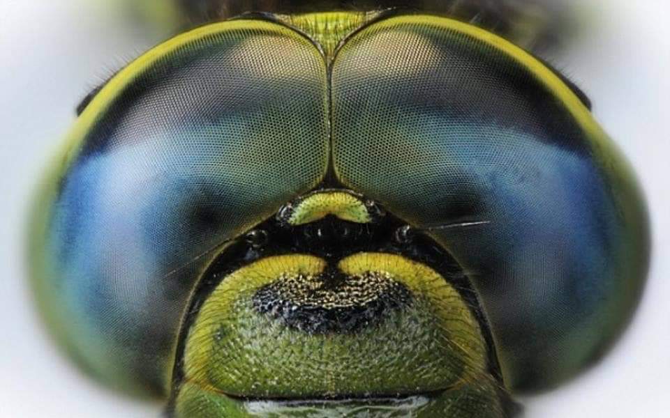 Dragonflies have thousand of tiny eyes giving total 360 degree view.