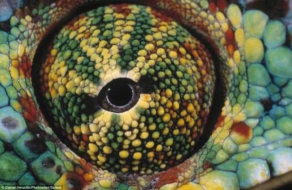 Chameleons can rotate eyes 360 degree independently.