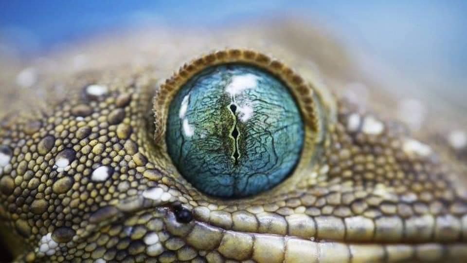 Eye of tokay gecko 