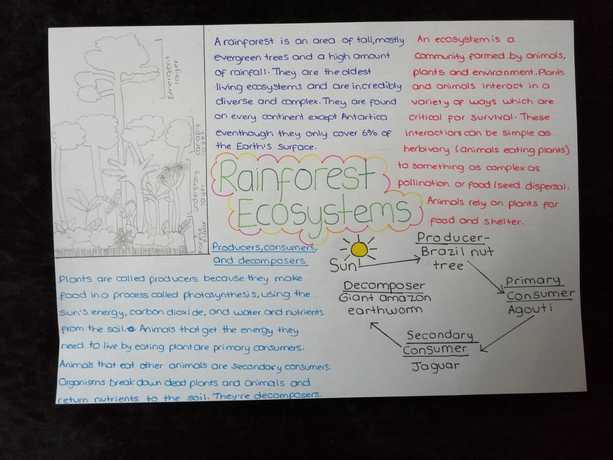 GeogHarper's tweet photo. A great start to Ariba Rani's (Y8) Rainforest project. Wonderful diagram of the structure and layers of rainforest. Looking forward to seeing more of this project as it develops Ariba. You are a Geography π #homelearning #geographystar https://t.co/p3Cs6CQdaJ