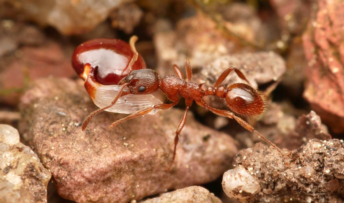 Myrmica rubra collects a seed with elaisome