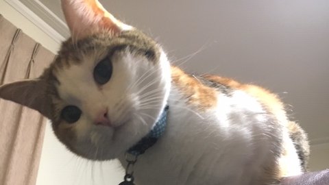 StephenJQuick's tweet photo. Hello!!!
#catsofinstagram #CatsOfTheQuarantine #cats #catstagram #CatsOnTwitter #StayHome #StayAtHome #lockdown #lockdowncats #lockdown2020 https://t.co/sexSoSFfFv