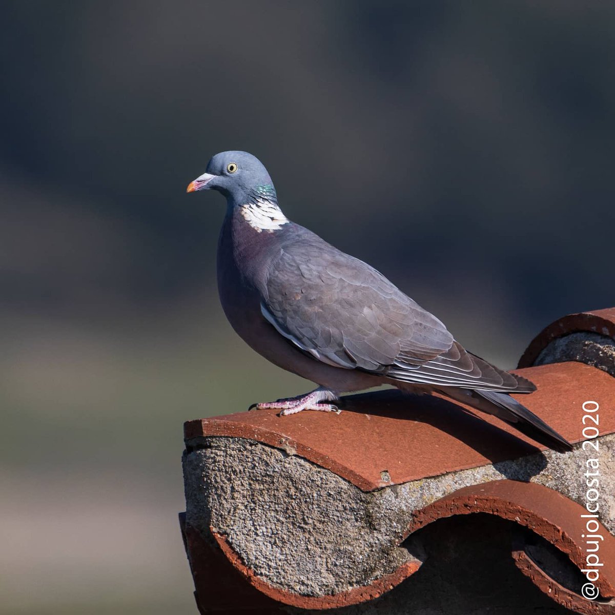 dpujolcosta's tweet photo. #Tudó (#Columba #palumbus)
Cada vegada més present, és el germà gran dels coloms.
08/04/2020
#ocellsconfinats #santvicençdetorelló
#fotoconfinament #fotodesdecasa
#faunacat #biriding #birdingphotography #fotoreflex #canon7dmk2 #tamron https://t.co/nHFsAK9vlC