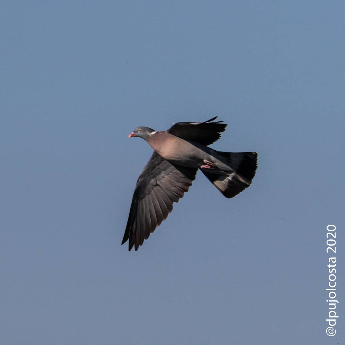dpujolcosta's tweet photo. #Tudó (#Columba #palumbus)
Cada vegada més present, és el germà gran dels coloms.
08/04/2020
#ocellsconfinats #santvicençdetorelló
#fotoconfinament #fotodesdecasa
#faunacat #biriding #birdingphotography #fotoreflex #canon7dmk2 #tamron https://t.co/nHFsAK9vlC