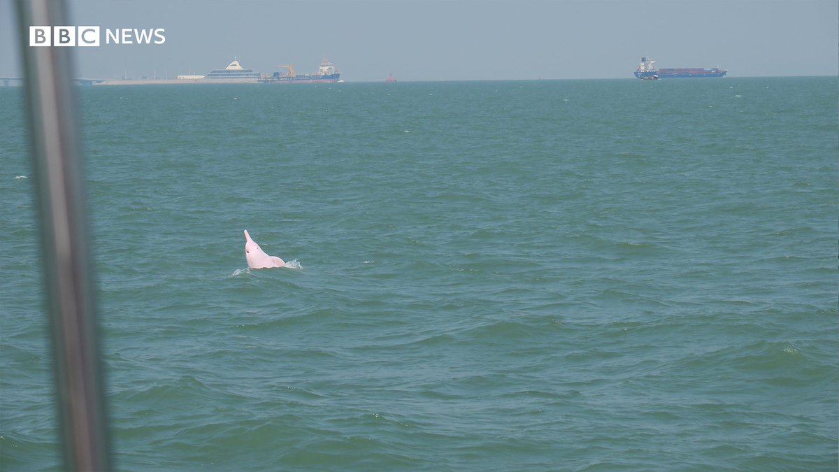 Picture of dolphin