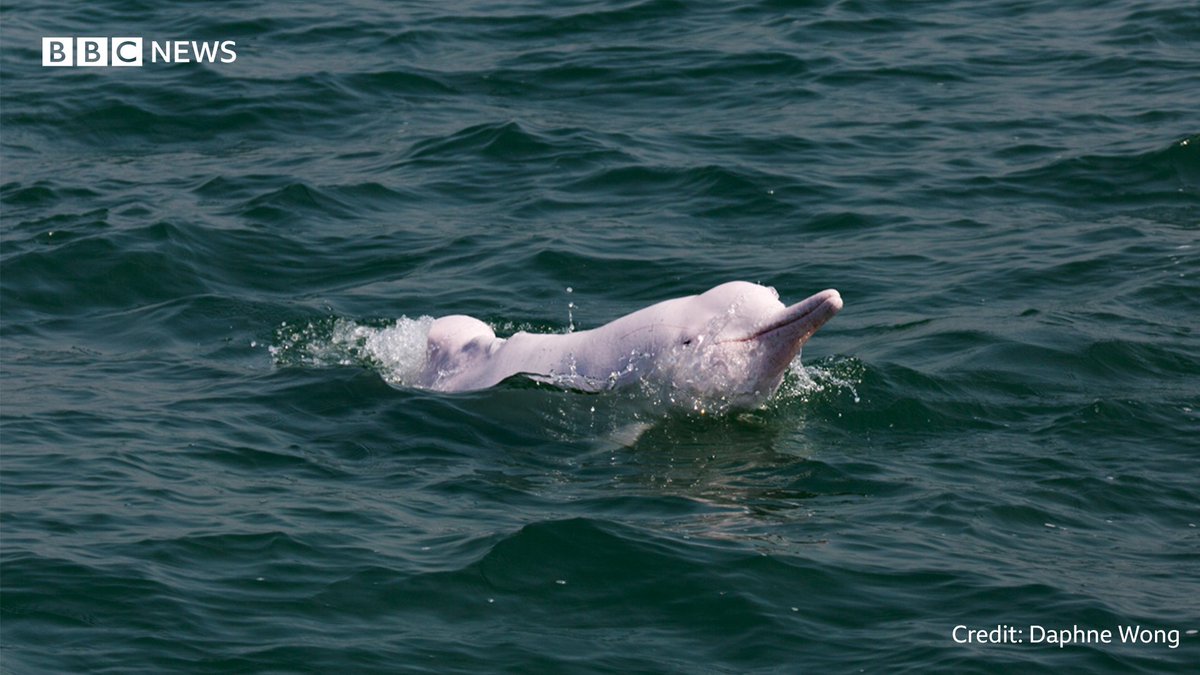 Picture of dolphin