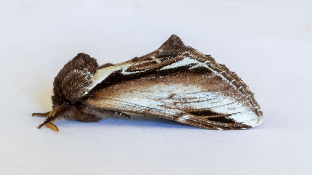 Just six moths in the trap last night; a Brindled Beauty, a Lesser Swallow Prominent, two Muslin Moths, an Early Grey and a Hebrew Character.