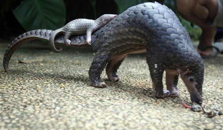 This is a  #Pangolin, the most trafficked mammal on planet. Found across India naturally & un-harmful but millions are hunted & trafficked across Asia & Africa. All eight species of them are under threat for their use in medicines. There is no proof that they spread  #Covid19.