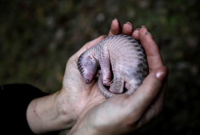 They are Ant eaters & important part of ecosystem. Indian pangolin is found across India & now endangered. Everywhere they are on their last leg. Scales are used in traditional medicines mistakenly for ailments & reducing impotency. Huge market in China & SE Asia. Both AP images.