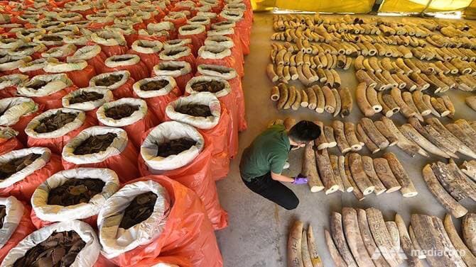 Last year Singapore seized 8.8 tonnes of  #elephant  #ivory & 11.9 tonnes of  #pangolin scales in 3 containers en route from DR Congo to Vietnam. For which 33,000 pangloin were killed. This is only one such seizure. There is huge market & harmless creature hunted to the extinction.