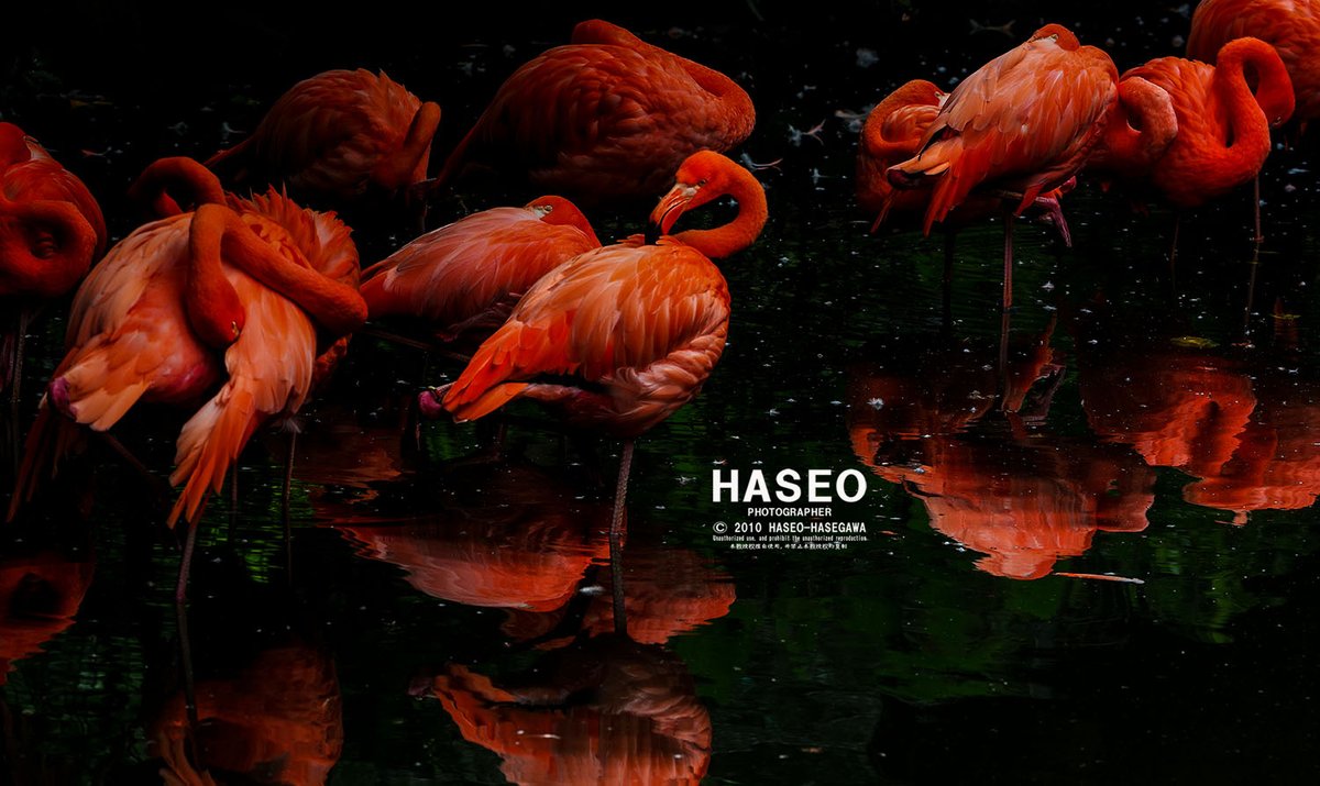Haseo リアルポートレート11回目 10周年 11月2日から デジタル動物園 Phoenicopterus Ruber ベニイロ フラミンゴ 名古屋市 東山動物園 コロナの自粛で 各地の動物園が閉鎖しています デジタルで動物の美しい姿を見ていただけたら幸いです デジタル動物園