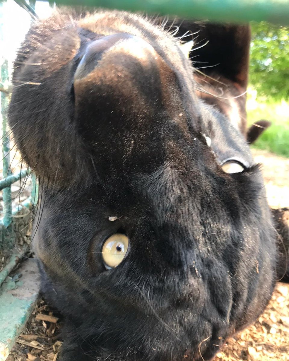 Happy #FridayFunday followers! Is anyone else ready for the weekend to begin? Stay home and have fun 🖤🐾 
​#fridayfeeling #tgif #mayathejaguar #thebigcatsanctuary