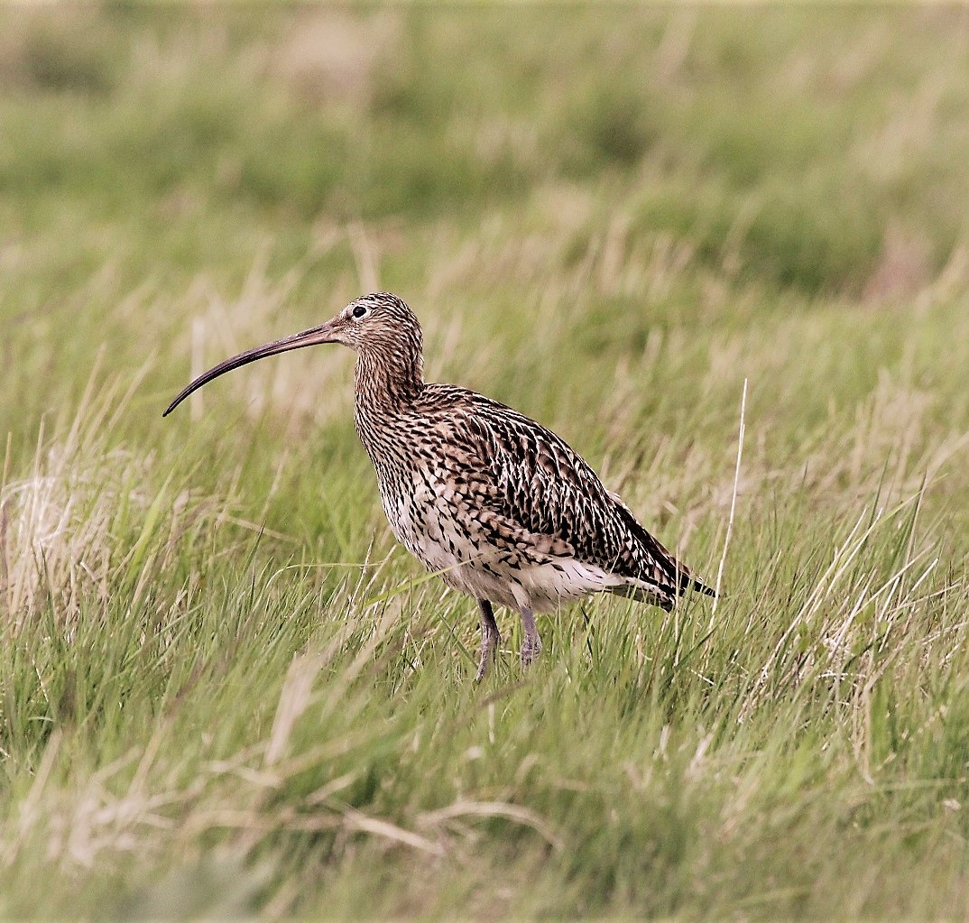 RSPB Cymru (@rspbcymru) on Twitter photo Following Tuesday's #WorldCurlewDay, our #BirdOfTheWeek is indeed the curlew! We treasure this bird in Wales, but it's population has fallen a sobering 68% between 1995-2018. Here's a blog on how we can reverse this decline 👉 bit.ly/WCurlewD20 #WeNeedNature <a href="/WCDApril21/">World Curlew Day</a> Following Tuesday's #WorldCurlewDay, our #BirdOfTheWeek is indeed the curlew! We treasure this bird in Wales, but it's population has fallen a sobering 68% between 1995-2018. Here's a blog on how we can reverse this decline 👉 bit.ly/WCurlewD20 #WeNeedNature <a href="/WCDApril21/">World Curlew Day</a>