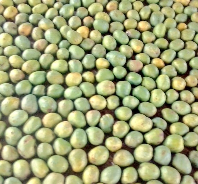 MechineniA's tweet photo. All set to ripen and to send #mangoseason #organic #mangofarming #bobilli https://t.co/o40jkdiIGB
