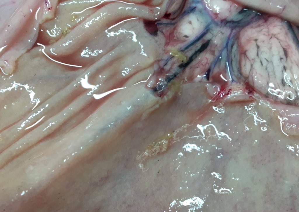 farmpostmortems tweet media