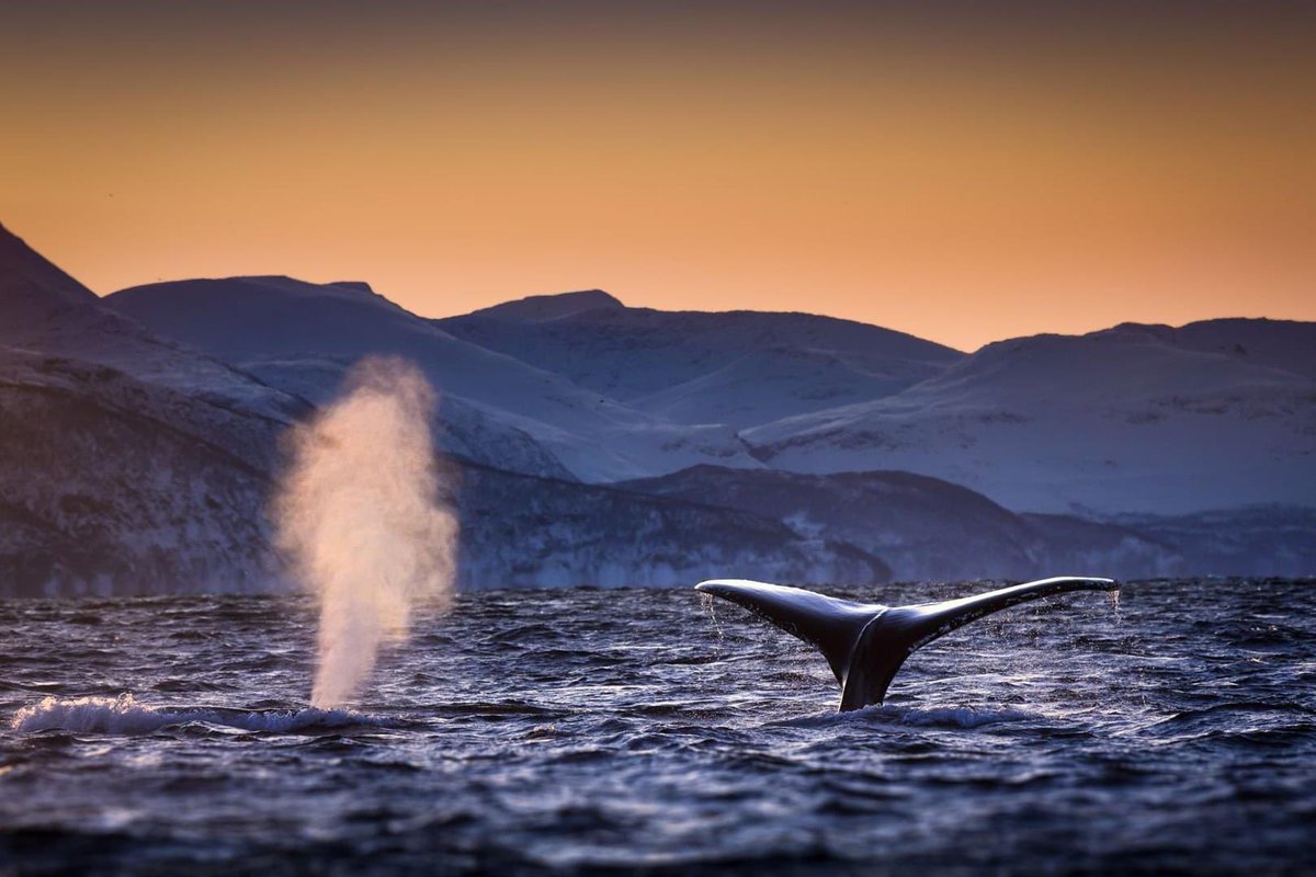 Magnifique 🐋 🐳