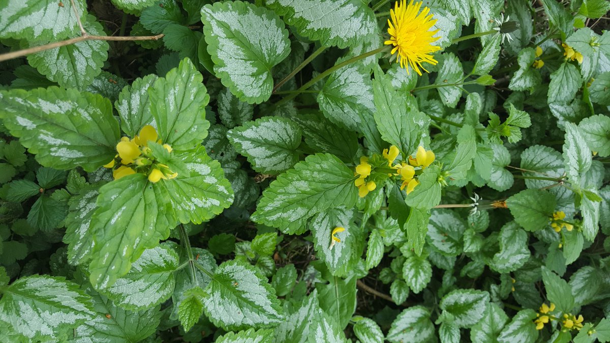 WildsideAC's tweet photo. Wildside's Naturefix - the butterfly pics posted recently were a brimstone + a comma. Well done if you got them right! Next challenge - spot spring flowers before the tree canopies shade them out - have a go at identifying these wildflowers..... #wildsideac #wolverhampton #nature https://t.co/gS5uBu9SM1