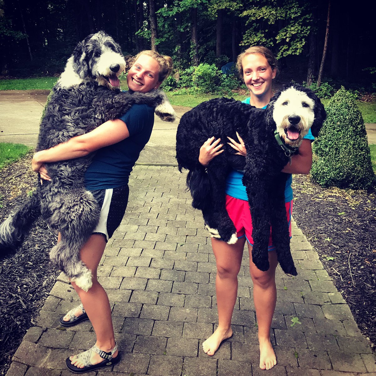 l_mathias303's tweet photo. “Bring your pet to school” Day at TE! Archie loves that I’m working from home! #TEPride https://t.co/0w6Rnpj5u2