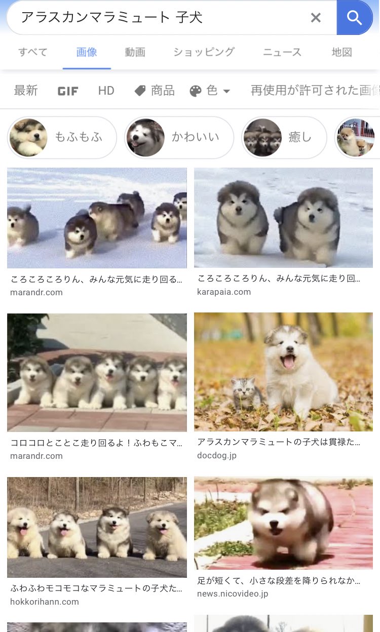 まる アラスカンマラミュート まる アラスカンマラミュート