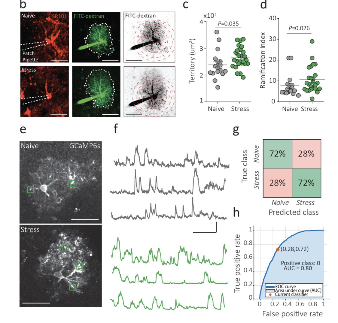 In our paper we show that acute stress changes astrocyte gene expression, morphology, calcium signalling, and expression of gap junction channel proteins.