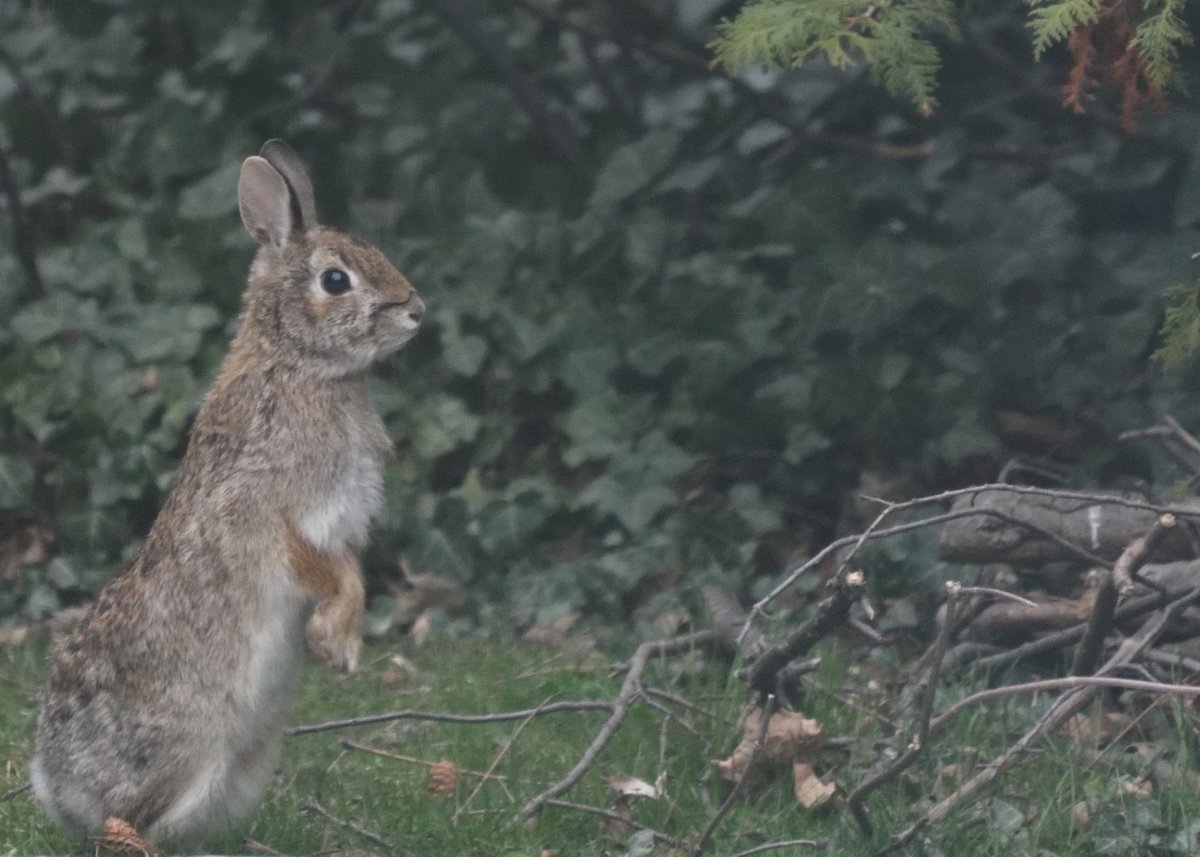 BandieraPaul's tweet photo. With all of us inside, it seems the creatures in the backyard are enjoying themselves.   More photos are here https://t.co/25QbrioE7t https://t.co/FjDLTBYLw4