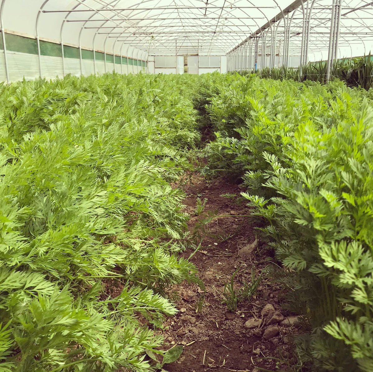 blaencamelbox's tweet photo. First blush of colour on the strawberries. Carrot and the stick time... a reminder to all our veg box customers to leave empty boxes out for collection. It’s a boring fact of life, but we can’t do what we do without them! #strawberries #springcarrots #courgettes #globeartichoke https://t.co/n4huvwJp4f