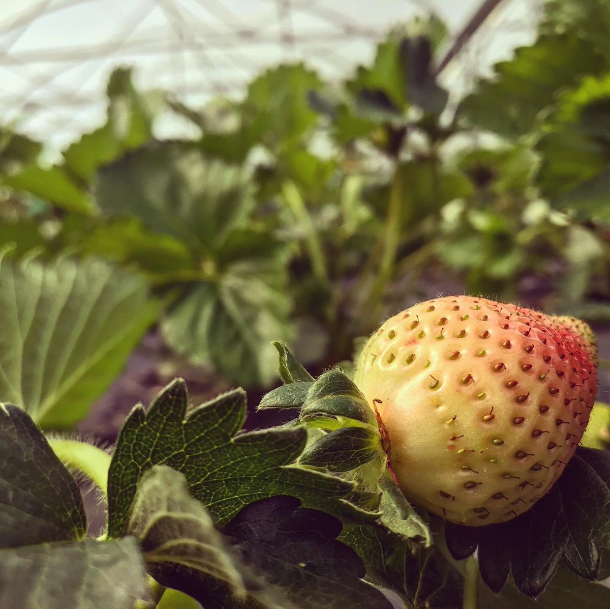 blaencamelbox's tweet photo. First blush of colour on the strawberries. Carrot and the stick time... a reminder to all our veg box customers to leave empty boxes out for collection. It’s a boring fact of life, but we can’t do what we do without them! #strawberries #springcarrots #courgettes #globeartichoke https://t.co/n4huvwJp4f