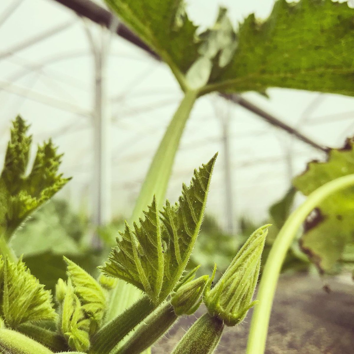 blaencamelbox's tweet photo. First blush of colour on the strawberries. Carrot and the stick time... a reminder to all our veg box customers to leave empty boxes out for collection. It’s a boring fact of life, but we can’t do what we do without them! #strawberries #springcarrots #courgettes #globeartichoke https://t.co/n4huvwJp4f