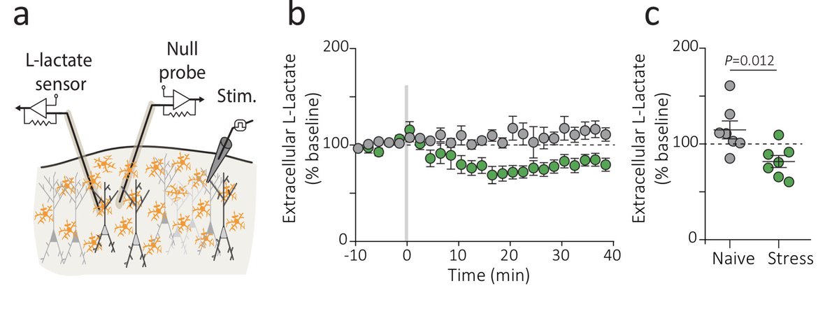 One consequence of decreased network function of astrocytes was impaired L-lactate release in response to synaptic stimulation**actually initial release was fine (supplementary), sustained release over the course of a typical LTP experiment was impaired (below)