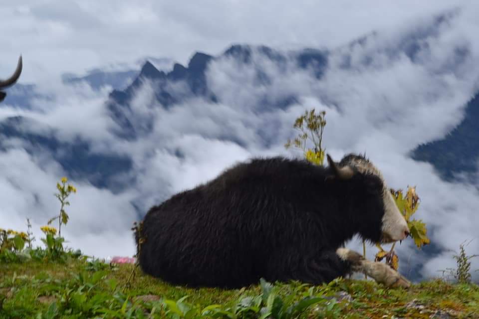 sandhiv36's tweet photo. @wildlifeindia @HighAltitudeFloraFauna @EnvironmentIndia @BajpayeeManoj @ArunachalPradesh https://t.co/LCzEq3SJ6r