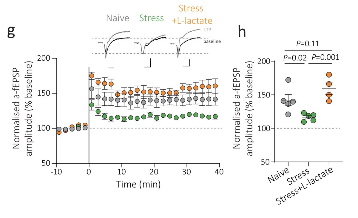 Finally, we showed that supplying a stressed astrocyte, which has been effectively cut off from its network, with L-lactate was sufficient to rescue the effects of stress on LTP at nearby synapses!