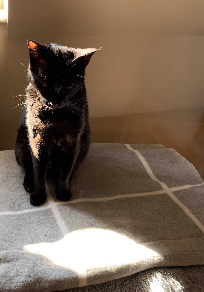 Rolf the University of Warwick Campus Cat tweet media