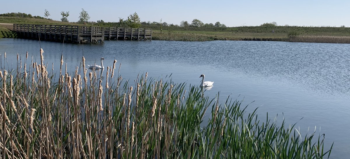 Swans social distancing.  Ok, not really, but the scene struck a (sad)  chord #COVID19 #spring #naturelovers