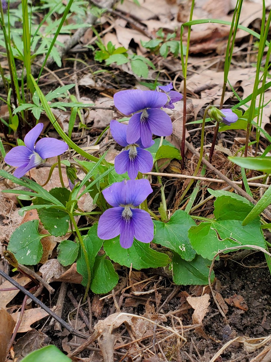 FesMcain's tweet photo. Enjoyed getting outside on Earth Day.  We planted two trees and many smaller plants and flowers.  What did you do to help mother earth? https://t.co/VZ32wBoc2e