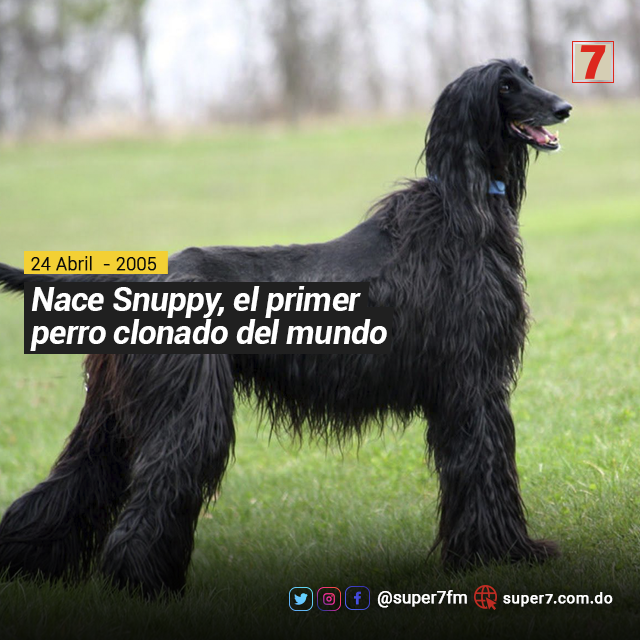 super7fm's tweet photo. #UnDíaComoHoy, 24 de abril del 2005, en la Universidad de Seúl ,Corea del Sur, nace Snuppy, el primer perro clonado del mundo. Snuppy murió hace tan solo 5 años. | #Super7FM 107.7 FM
.
.
#Snuppy #Clonación #Animales #CoreaDelSur #Seúl #Universidad #Ciencia https://t.co/3245FK502G