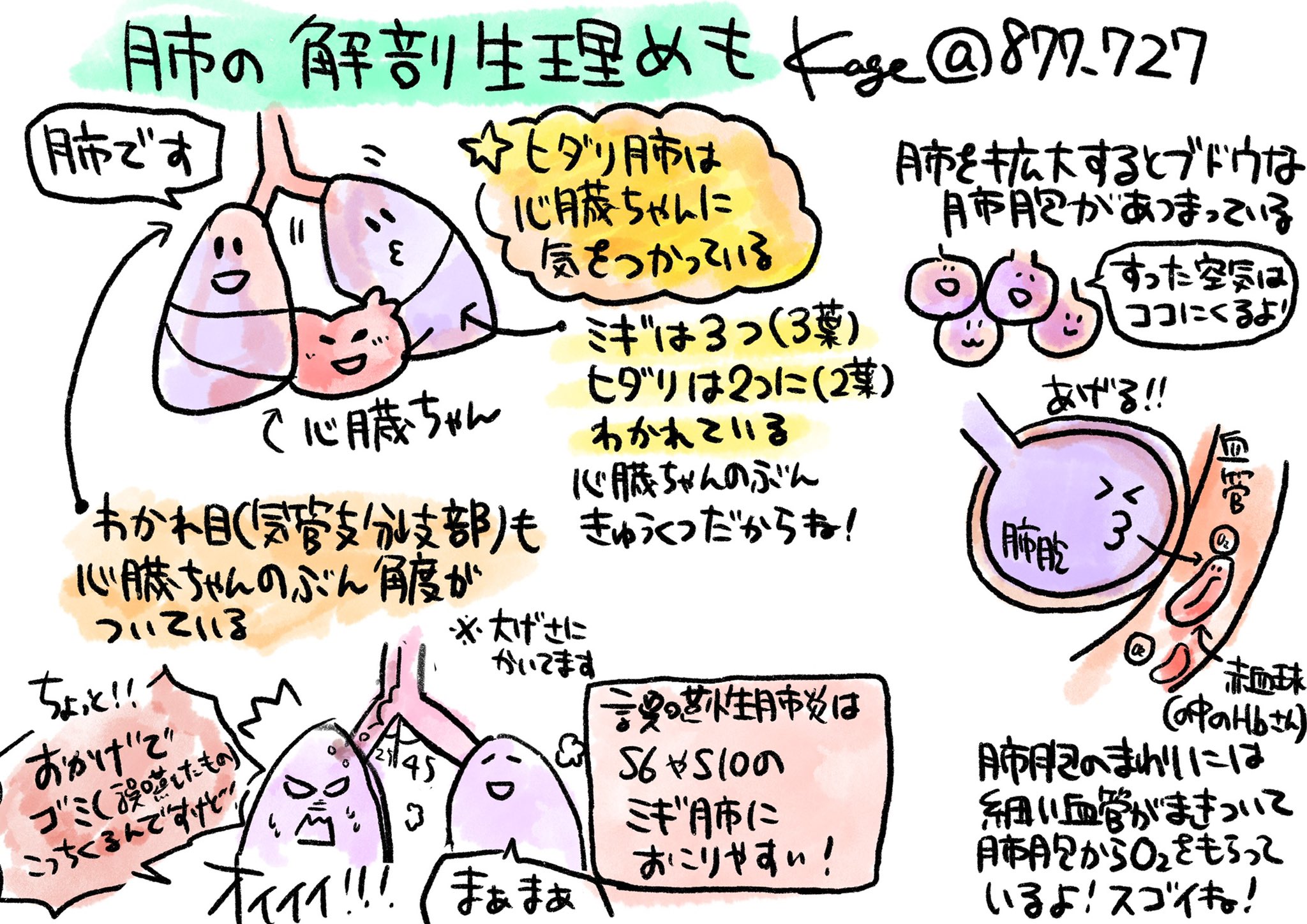 看護師のかげさん イラスト看護帖書籍化 肺の解剖生理めも 右肺は上葉 中葉 下葉の3葉 左肺は上葉 下葉の2葉 肺の入り口は肺門 気管支 肺動脈 肺静脈などの血管神経がある 肺門から入った空気は肺胞に到達して肺胞の周りを網のように