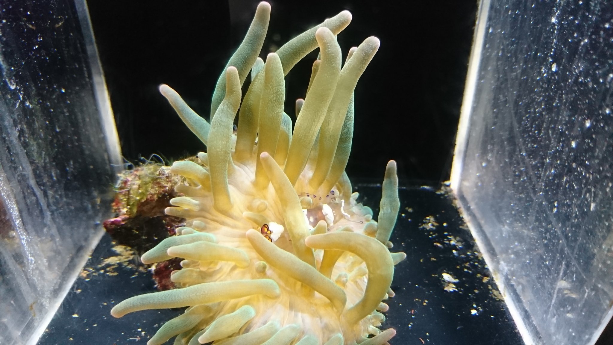 Twitter 上的 下田海中水族館 イソギンチャクカクレエビ ふわふわの家で過ごすエビの仲間 居心地よさそう 家は毒針を持つイソギンチャク セキュリティばっちりです 下田海中水族館 下田 伊豆 水族館 イソギンチャクカクレエビ 共生 家 休園中の動物園