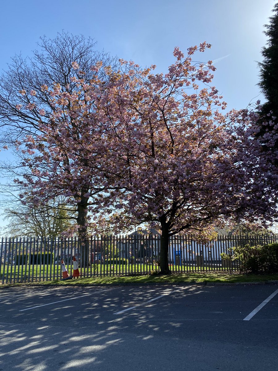 SusanPollard26's tweet photo. Gorgeous blossom trees at Bede this morning! @sunderlandcol https://t.co/UMcg5AuLzG