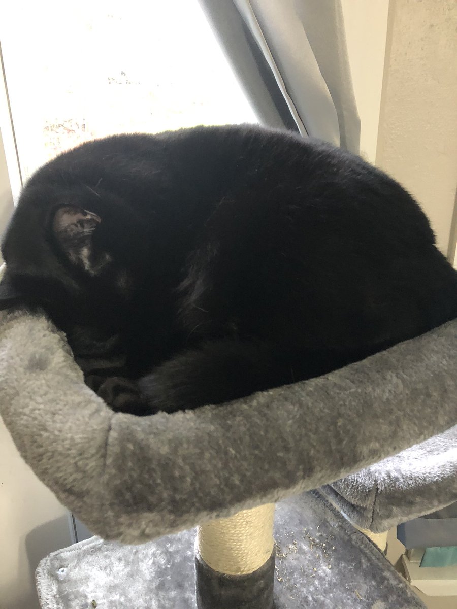 MsRoyGHS's tweet photo. It’s Furry Friend Friday so here is a picture of my laziest coworker getting ready to nap the day away while I work. #GHSVirtualSpiritWeek https://t.co/FyelxneIEv
