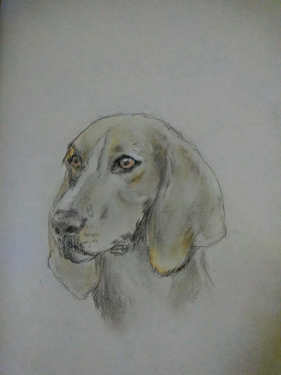 Judas No Twitter 日本語の資料がないけどこれで合ってると思います 347犬種め ツイッターで楽しむ展覧会 イラスト 色鉛筆 色鉛筆画 動物画 犬の絵 鉛筆画 犬図鑑 グランアングロフランセトリコロール