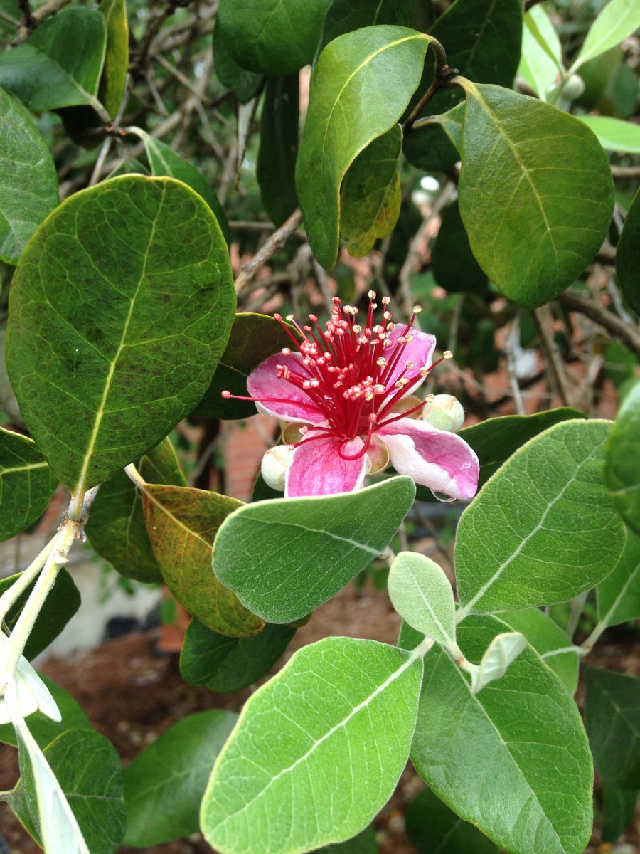 Good morning, happy flower!  (I can never remember what this is.) #IYPH2020 #plants