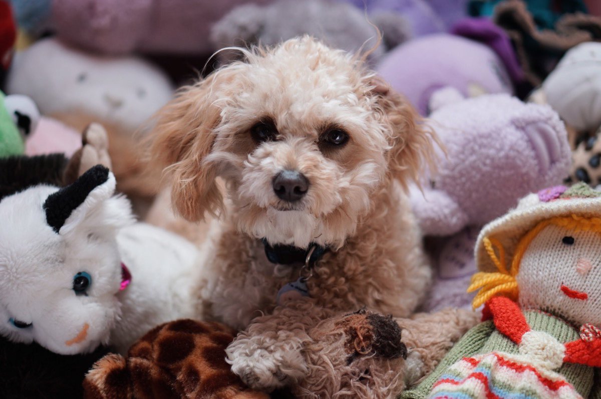 SitArloSit's tweet photo. i love teddies https://t.co/ultQmM7jd4