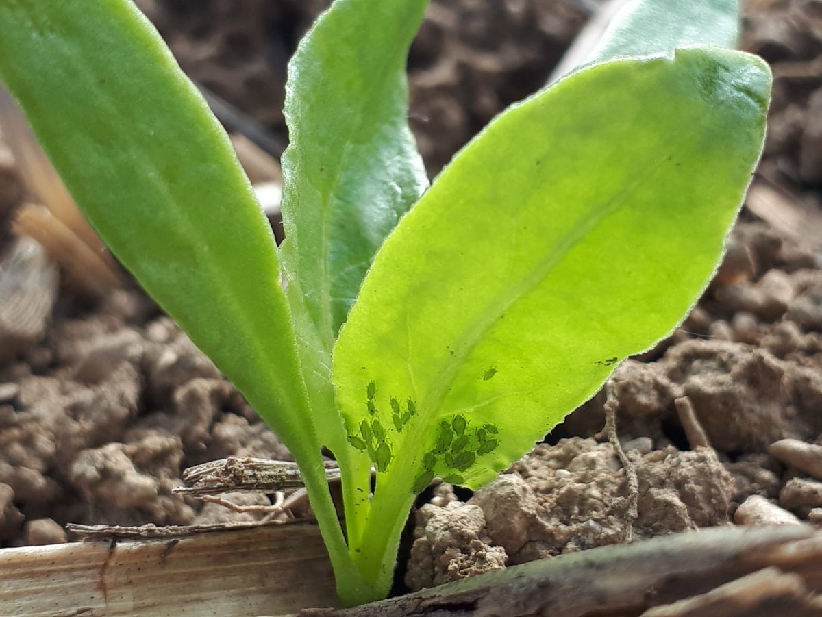 Miss Better (@_missbetter) on Twitter photo 🆘 ⚠️ Les pucerons verts m’envahissent !!! 🆘
L'interdiction des néonicotinoïdes menace fortement ma culture !
📢 PROTEGEZ moi et AIDEZ les planteurs à trouver des solutions rapidement
<a href="/Agri_Gouv/">Ministère Agriculture et Souveraineté alimentaire</a> <a href="/dguillaume26/">Didier GUILLAUME</a> ! 🆘 ⚠️ Les pucerons verts m’envahissent !!! 🆘
L'interdiction des néonicotinoïdes menace fortement ma culture !
📢 PROTEGEZ moi et AIDEZ les planteurs à trouver des solutions rapidement
<a href="/Agri_Gouv/">Ministère Agriculture et Souveraineté alimentaire</a> <a href="/dguillaume26/">Didier GUILLAUME</a> !