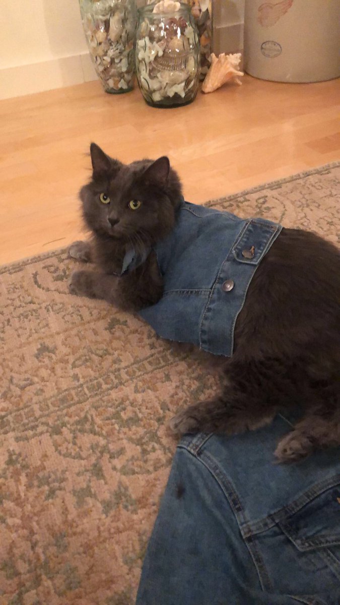 catsoutofcontxt's tweet photo. .@Meghanfriese 's cat!

Ultra fashion. https://t.co/IJ5aQ0PjC0