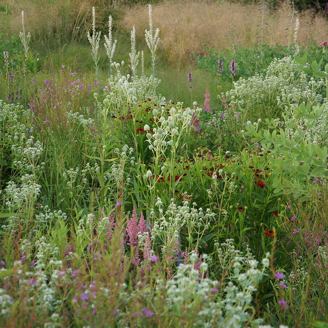 HauserWirth's tweet photo. Watch our exclusive digital premiere of ‘Five Seasons: The Gardens of Piet Oudolf’, on the revolutionary landscape designer who says ‘Plants are characters I compose with and I put them on the stage’. The film is live this weekend only. https://t.co/rUftKQe5Mz @PietOudolfMovie https://t.co/Be3fwhZ6eM