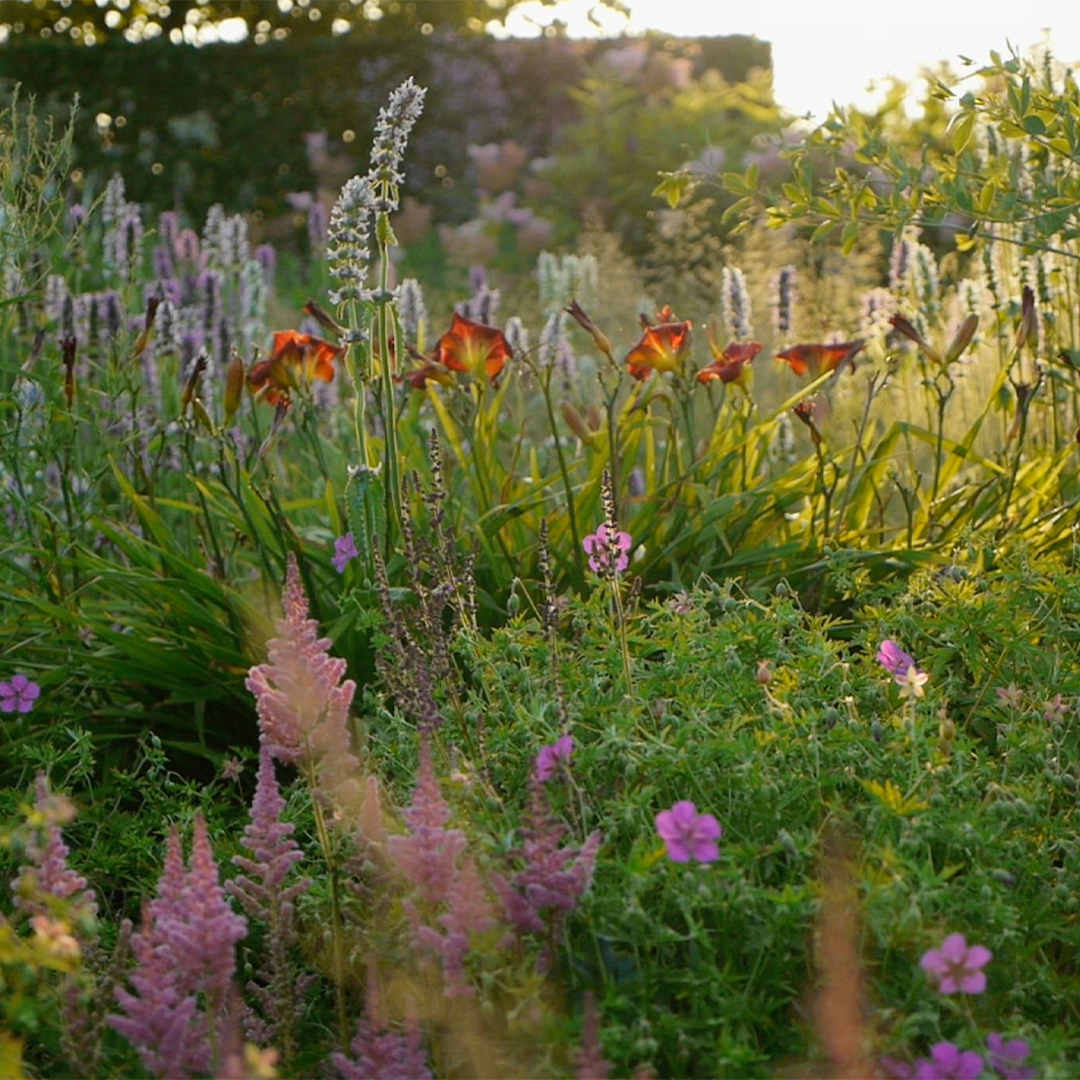 HauserWirth's tweet photo. Watch our exclusive digital premiere of ‘Five Seasons: The Gardens of Piet Oudolf’, on the revolutionary landscape designer who says ‘Plants are characters I compose with and I put them on the stage’. The film is live this weekend only. https://t.co/rUftKQe5Mz @PietOudolfMovie https://t.co/Be3fwhZ6eM