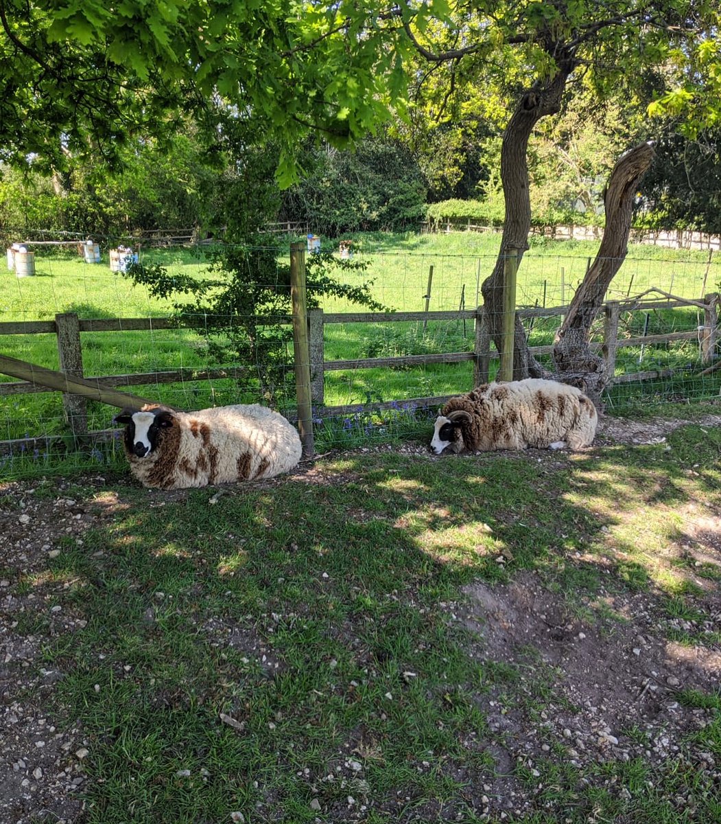 PIGBEERCO's tweet photo. Nothing better on a hot day than a shady tree and a nap! Almost time for a haircut
#PIGBeerLife #breweryresidents #sustainablebrewing #hampshirecraftbeer #sheep #craftbeeruk #beer https://t.co/jglqH7jn4D